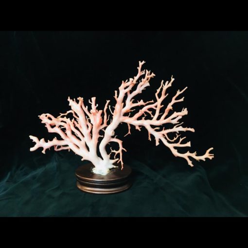 Magnifique branche de corail « peau d’ange » ou « peau de pèche »