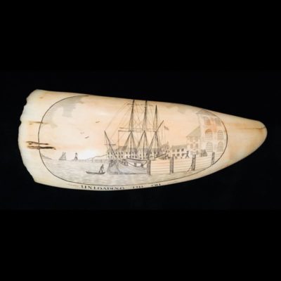 Magnifique dent de cachalot gravée (scrimshaw) représentant une scène typique ayant trait à la chasse à la baleine,