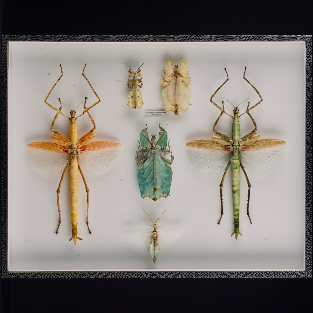Collection de phasmes - Merveilles