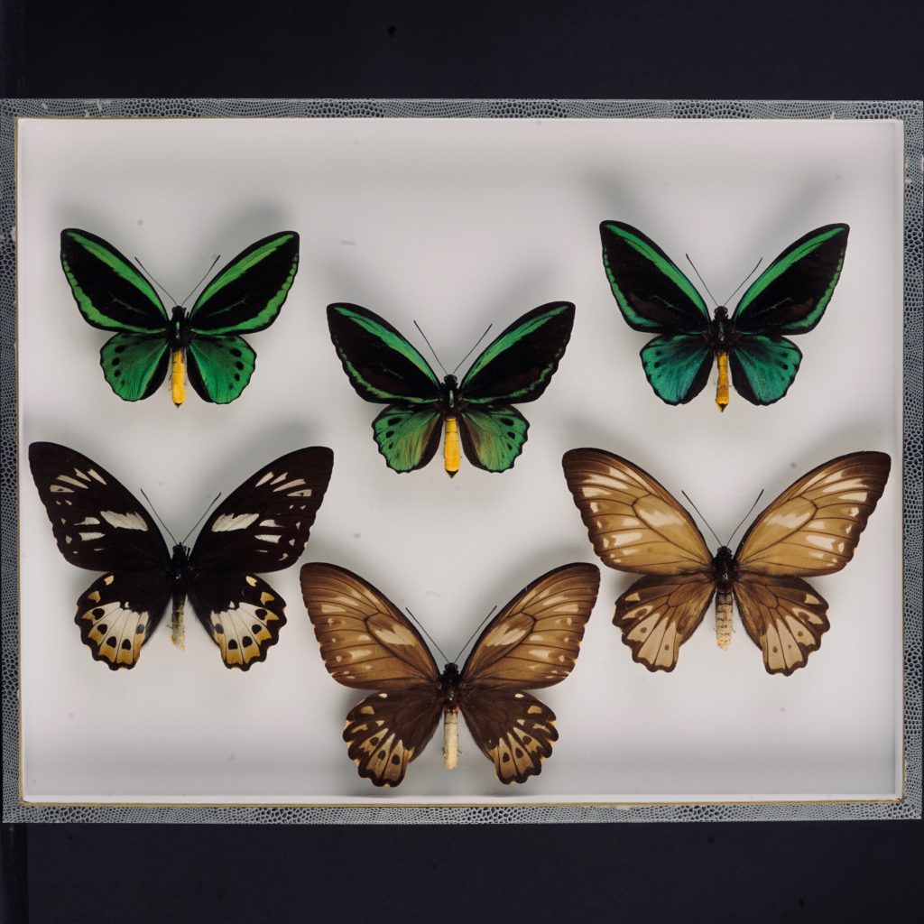 Couples de papillons Ornythopteres Priamus - Merveilles