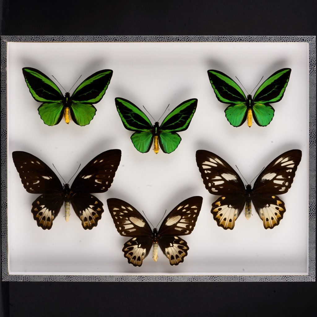 Couples de papillons Ornythopteres Priamus (2) - Merveilles