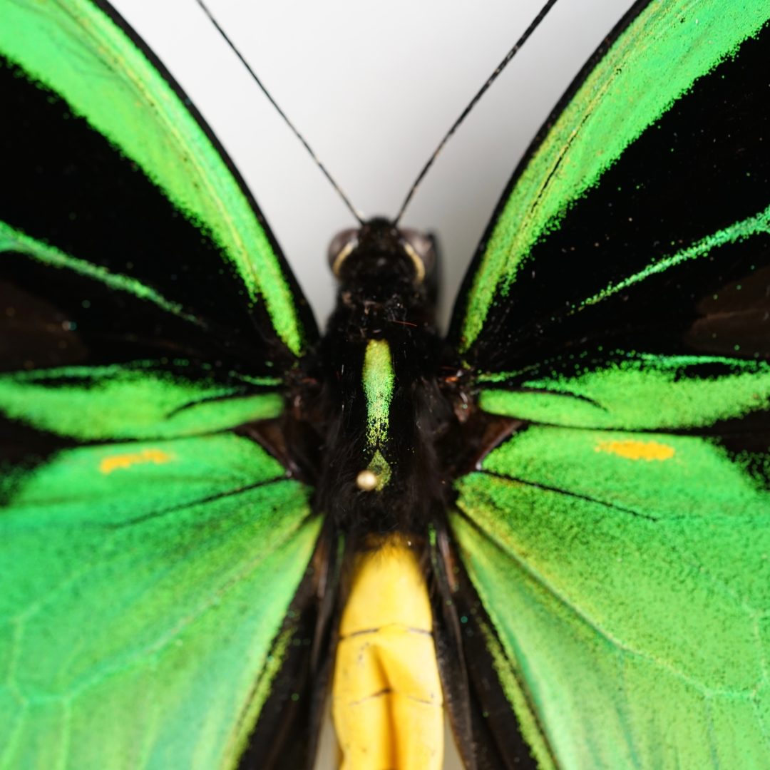 Couples de papillons Ornythopteres Priamus (2) - Merveilles