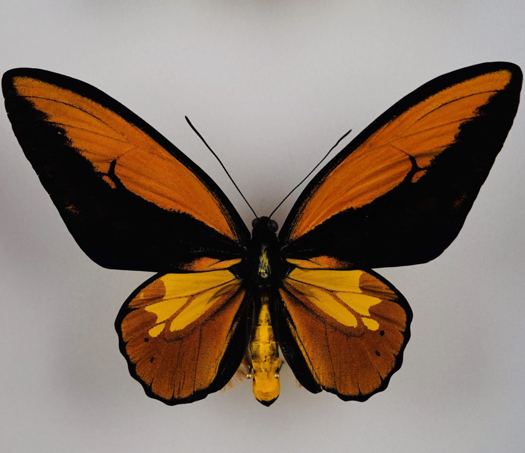 Papillons Ornythoptères de Papouasie - Merveilles